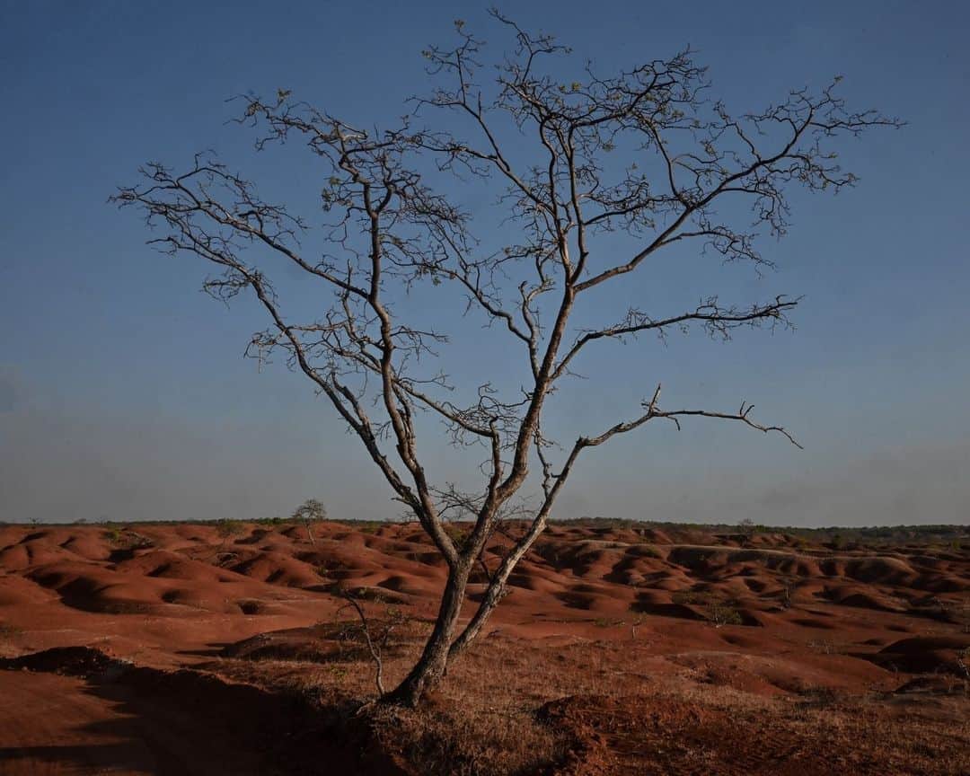 AFP通信さんのインスタグラム写真 - (AFP通信Instagram)「In Brazil town turning to desert, farmers fight to hang on⁣ ⁣ Gilbues, in the northeastern state of Piaui, is Brazil's worst desertification hotspot. The landscape of rugged red craters looks like something from Mars, the rain is rare and the land is fast turning to desert. Experts say the process is caused by rampant erosion of the region's naturally fragile soil, and is being exacerbated by deforestation, reckless development and likely climate change. But some farmers fight to hang on and to keep their cows and themselves alive.⁣ ⁣ 📷 Nelson Almeida #AFPPhoto」11月10日 21時00分 - afpphoto
