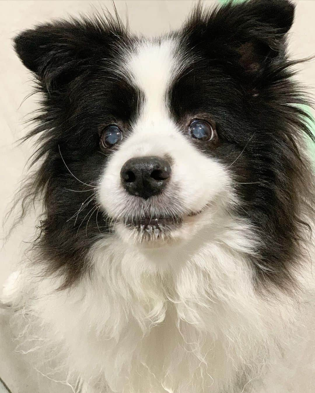 犬バカ部宣伝部長のインスタグラム：「期待の眼差し✨🐼 ⁡ 飼い主『はいはい。あそぼ🥺💕』 ⁡ 犬って表情筋が多いから ほんと見てて飽きない🤣💕 ⁡ #犬バカ部 #bordercollie #ボーダーコリー #dog #犬 #白黒 #そら #ふにゃボダ部 #ボダ娘」