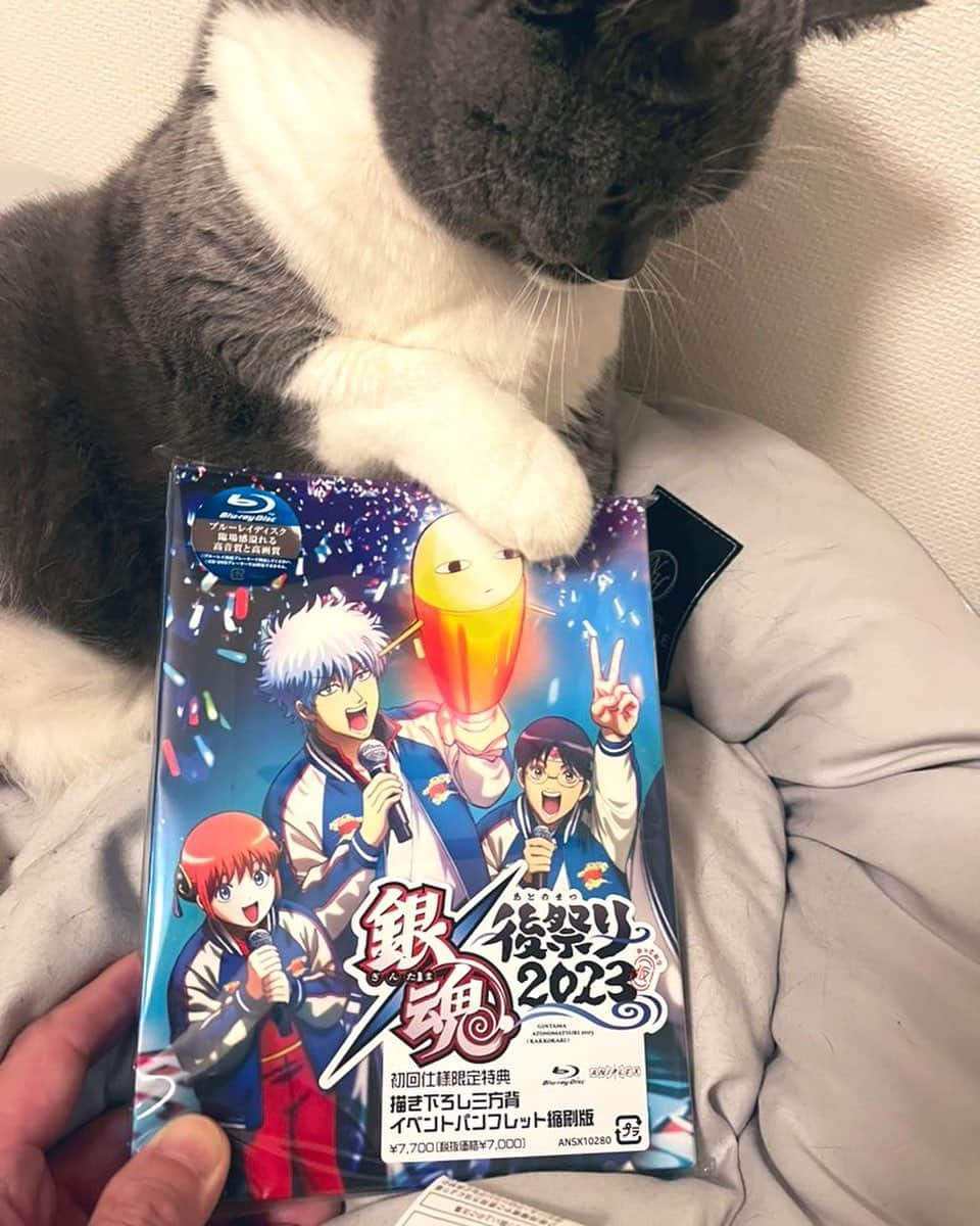 氏原ワタルさんのインスタグラム写真 - (氏原ワタルInstagram)「#今日のルル  突然届いたこの円盤 ジャスタウェイ触るネコ  独歩行脚福岡 本日一般チケット発売🎫 https://eplus.jp/sf/detail/0176190001  っと思ったら無くなってた ありがとよォォォ‼️  https://www.doesdoesdoes.com/  久々風邪ひいて今日は一日寝てた 好きな風邪ひきの歌をハミングしたり https://music.apple.com/jp/album/%E7%A9%BA%E3%81%84%E3%82%8D%E3%81%AE%E3%81%8F%E3%82%8C%E3%82%88%E3%82%93/1675259114?i=1675259275  今 #小津安二郎 の秋刀魚の味観てる シブくてあったかくて辛辣でユーモラスで沁みる」11月10日 21時15分 - wataru_ujihara