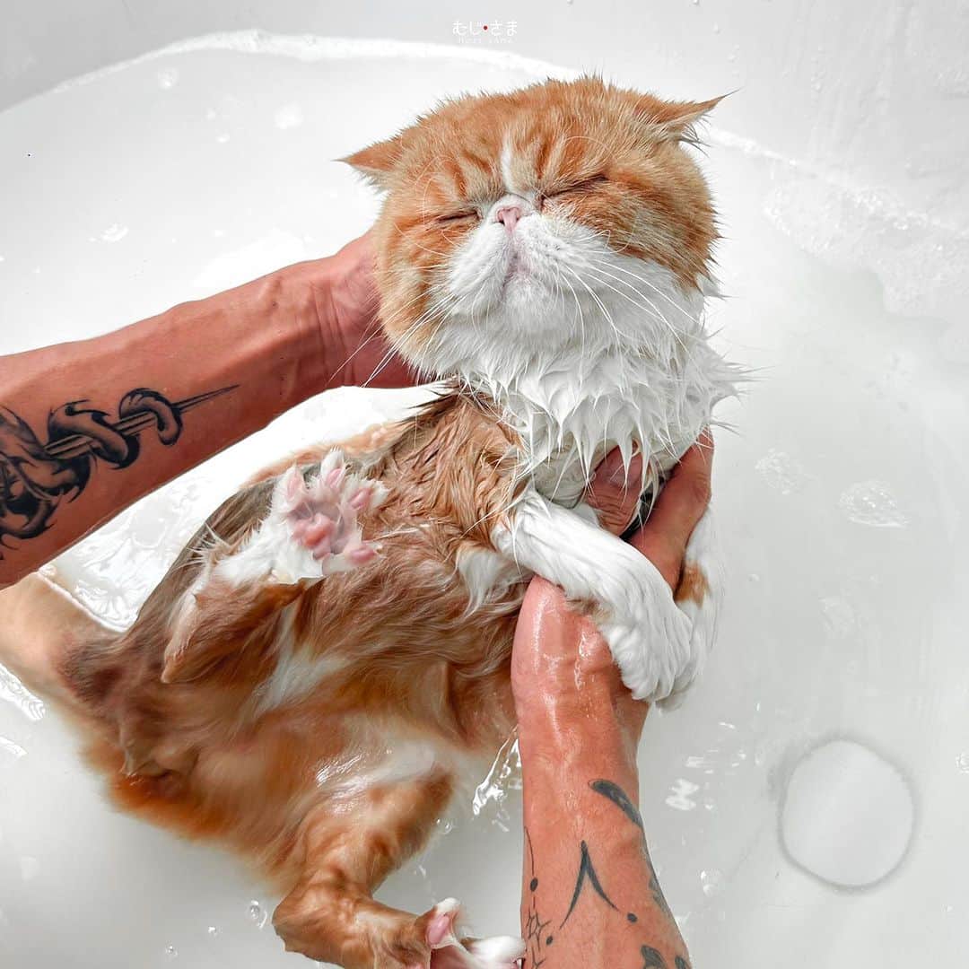 むじさまのインスタグラム：「สบายสุชๆค้าบ 🛁」