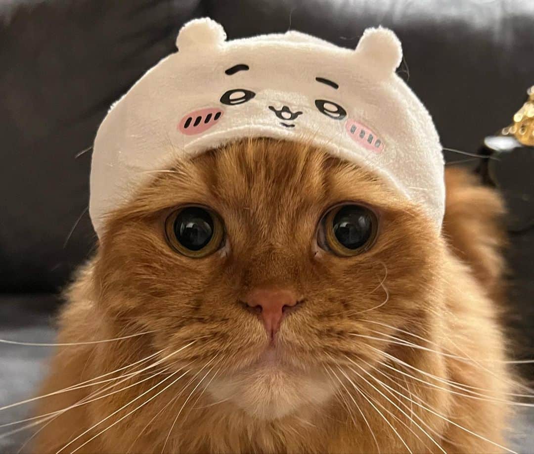 八尋莉那さんのインスタグラム写真 - (八尋莉那Instagram)「ずっと探していたちいかわのガチャガチャ、上野のでっかいおもちゃ屋さんで見つけた👾  スワイプして見てね👉 ・ ・ #ちいかわ#猫#被り物#上野#ヤマシロヤ#ちいかわグッズ #スコティッシュフォールド」11月10日 21時38分 - rinahnna