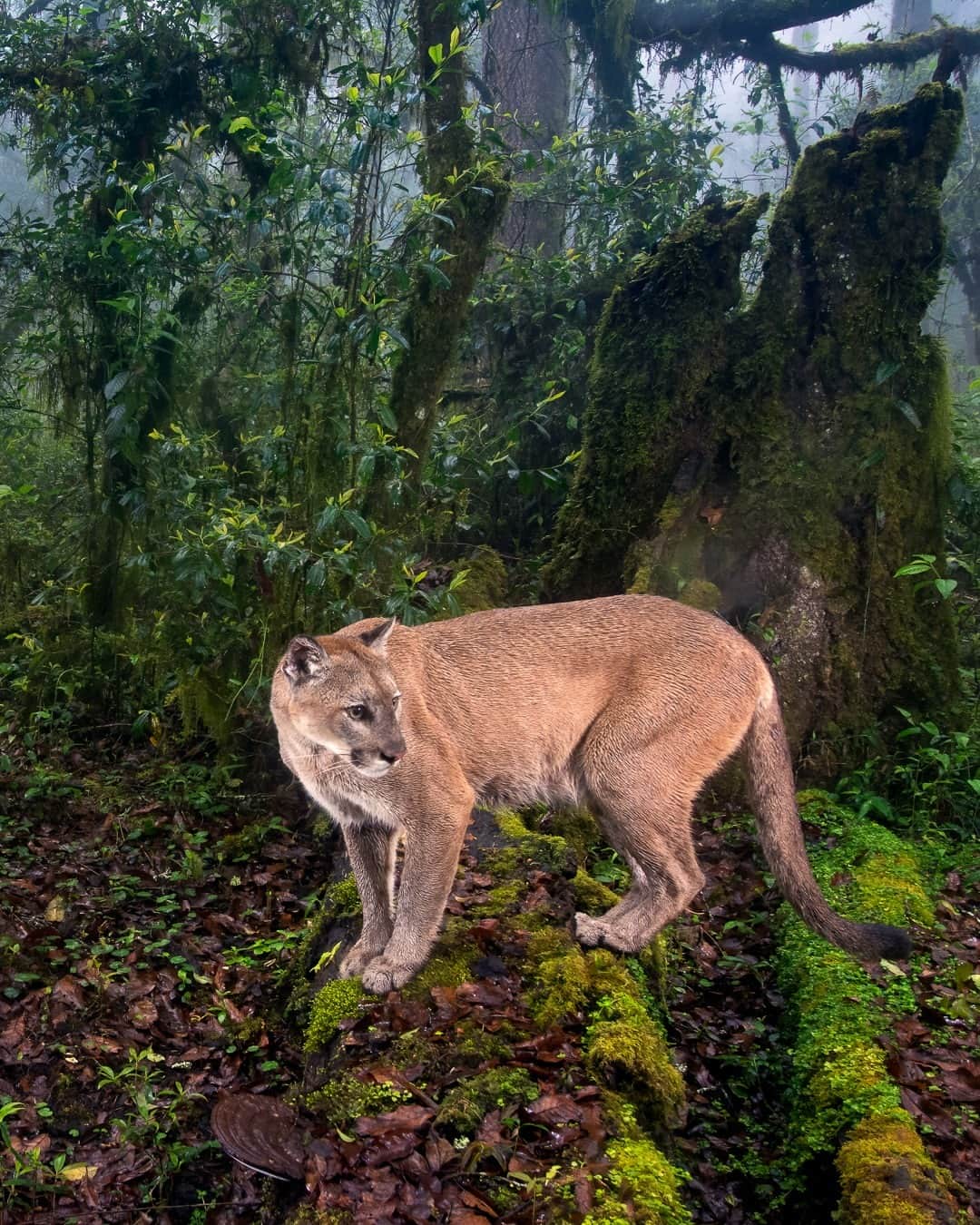 ナショナルジオグラフィックのインスタグラム：「Photo by @jaimerojo | Predators are slowly returning to the forests of Sierra Gorda Biosphere Reserve in the state of Queretaro in northern Mexico. Much of the country has suffered a severe loss of wildlife, but in these mountains, just a hundred miles (160 km) from Mexico City, sustainable management and restoration efforts by Grupo Ecologico Sierra Gorda, a family-led grassroots conservation organization, have resulted in a thriving population of wildlife. This includes mountain lions, which had disappeared in the area because of retaliatory killings by landowners and cattle ranchers. This camera trap image of a mountain lion in the mist required more than four months of trial and error (and lots of fogged lenses). Follow @jaimerojo for more stories about conservation in Mexico and beyond.」