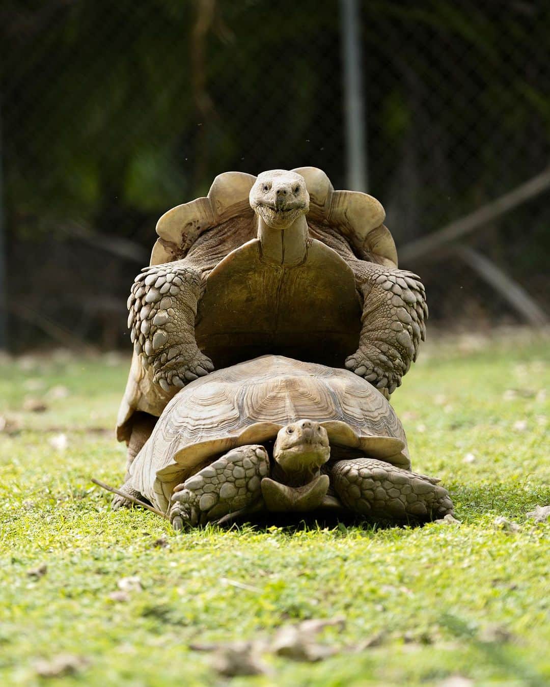 Zoological Wildlife Foundationのインスタグラム：「#FriskyFridays takes on a whole new meaning with our 🐢 @zwfmiami. It’s nature at its finest and as that movie once said; it’s the circle of life.   Meet our myriad of wildlife on your next visit to ZWF. Call 📞 (305) 969-3696 and or visit ZWFMiami.com to book your next tour.」