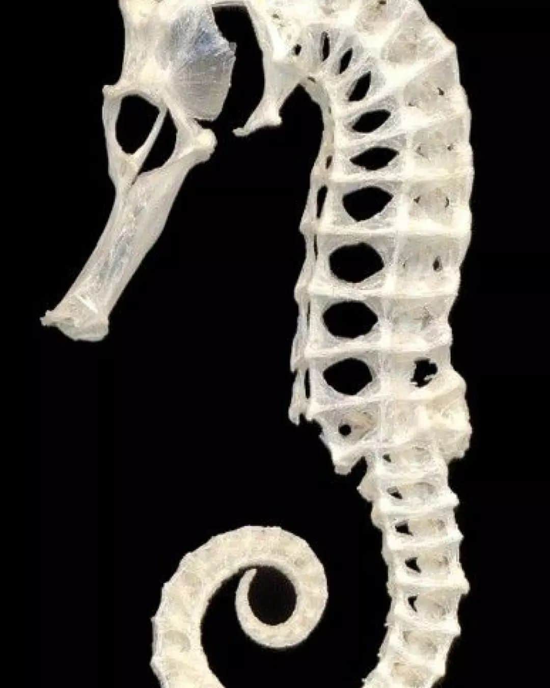 アルファ60のインスタグラム：「Seahorse Skeleton  (Original source unknown)  During a recent discussion with @mikaladwyer, she expressed her deep fascination with Seahorses, revealing a world of intriguing facts. This sparked my curiosity, prompting me to embark on an exploration of the enigmatic realm of the deep sea.   Drop Four delves into these wonders through ethereal prints of abyssal creatures and intricately embroidered electric jellyfish. Harnessing cutting-edge technologies, we've crafted custom fabrics to breathe life into this vision.」