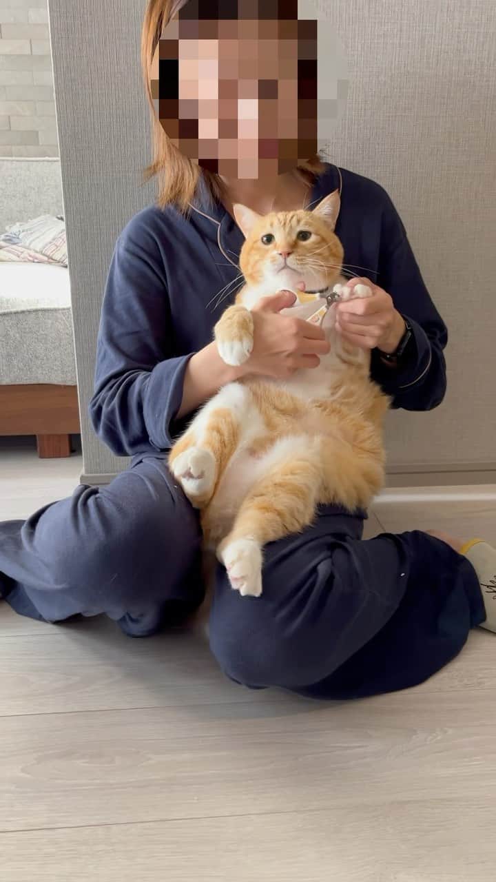 ぐっぴーのインスタグラム：「＊ ネイル毛ア。 ・ #逃げ隊 ・ Guppy had his nails clipped.」