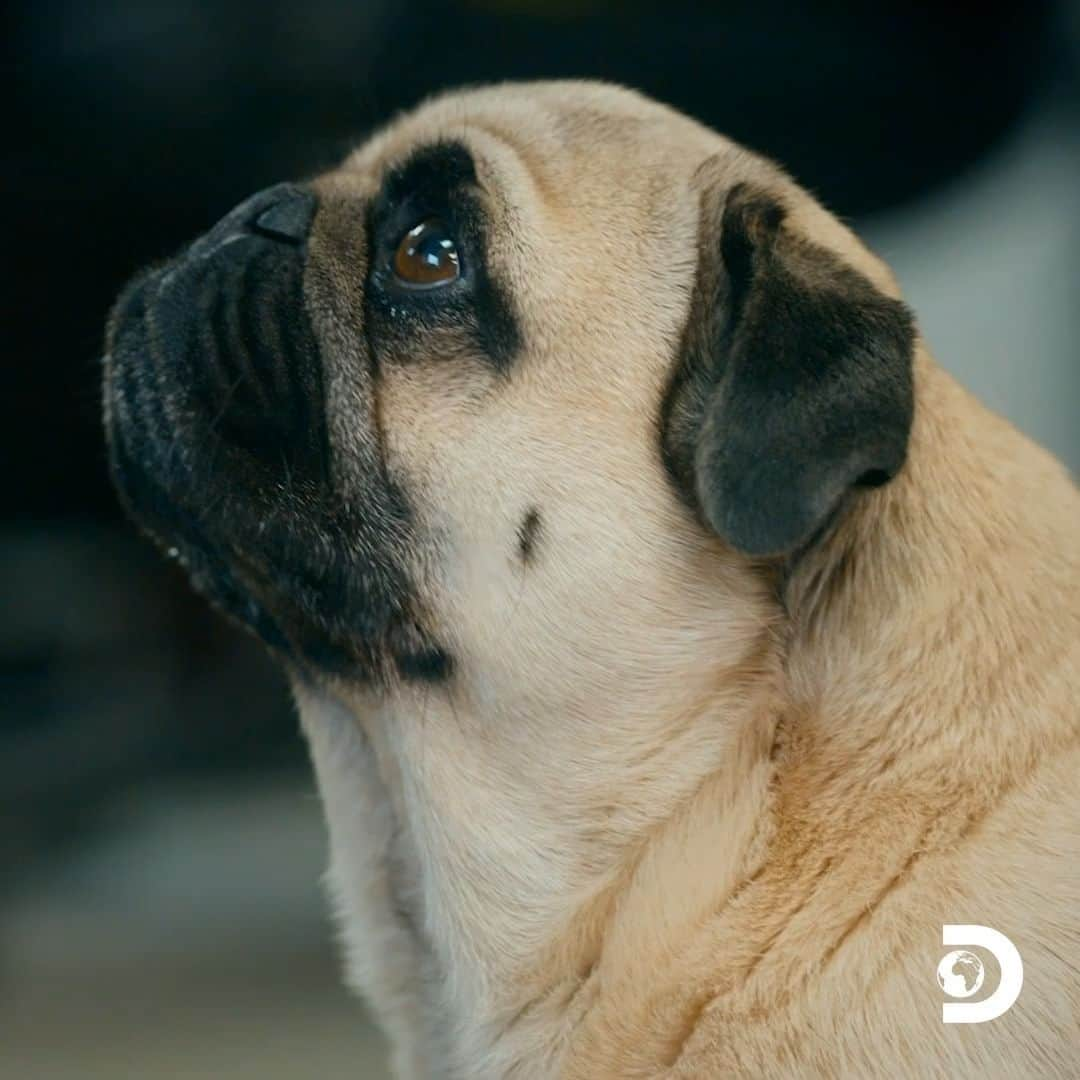 アニマルプラネットのインスタグラム：「Nacho is a good boy! 🧀 #GoldRush 🗓 TONIGHT 8p ET/PT on Discovery」