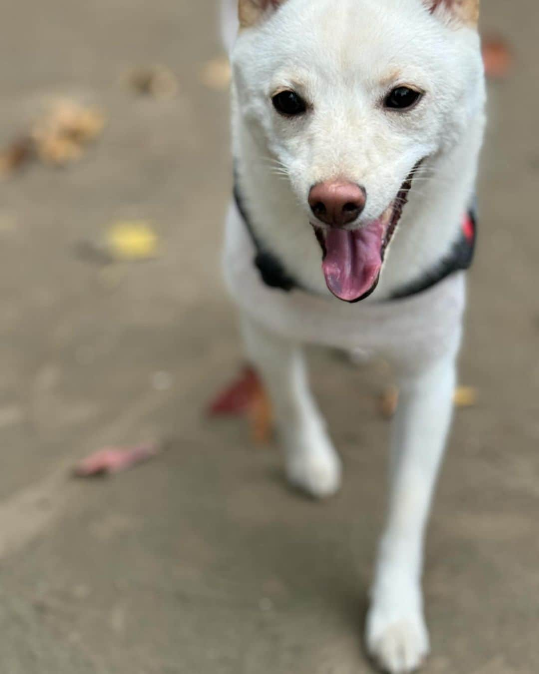 かまいたち山内と、猫たちのインスタグラム：「🙋‍♀️ 午前中にむぎと遊びました🐕 怖がる事なく笑顔が増えてきました☺️ #むぎさんぽ」