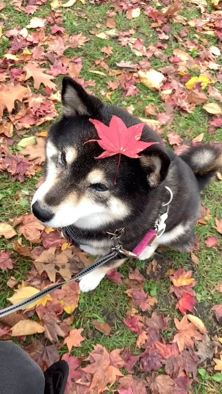 吾子のインスタグラム：「・ ・ 🍁ぽいんぽいーん🐶❤️ ・ ・ 🐶❓しっぽに…🍁 ・ 明日は雪積もるかも⛄️ あこわんハイテンションかも⤴️ ・ ・  2024 Acoshiba calendar on sale! It's a good deal because the yen is cheap! Please go to the sales page from the link in the profile.  ・ #過去動画 #はやくもふもふにならないかな🐶❤️ #sapporo  ・ 北海道の柴犬 #柴北会 の皆ワン🐶涼しくなってきたね〜🐶✨ ・ #adorable #instadog#shibainu#dog#柴犬ライフ #instashiba#柴犬マニア #9gag #barked #kuroshiba#socute #cutedog#いぬのきもち #黒柴 #dogstagram_japan」