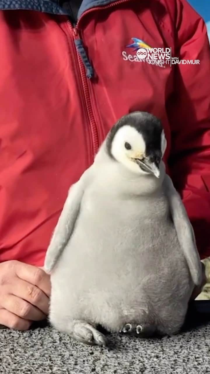 ABC Newsのインスタグラム：「The votes are in, and the rare emperor penguin born at @seaworldsandiego now has a name: Pearl. @davidmuirabc reports on her big debut and the chance for visitors to see her in person.   #WorldNewsTonight #DavidMuir #AmericaStrong #News #ABCNews#Penguin」