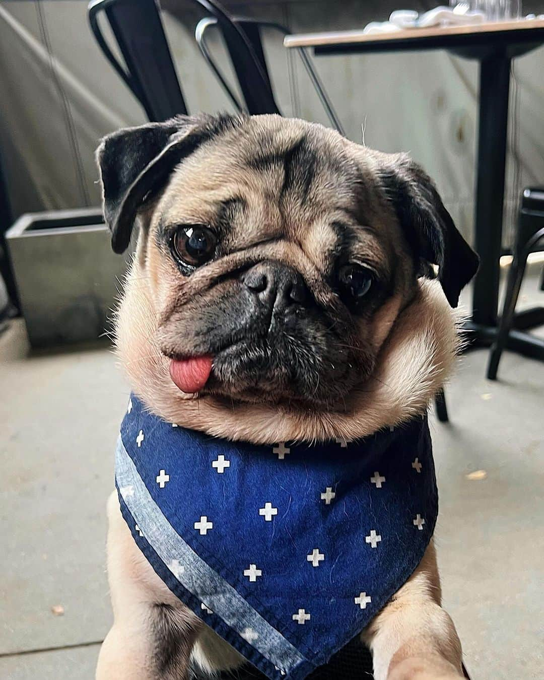 itsdougthepugさんのインスタグラム写真 - (itsdougthepugInstagram)「“Why would u take me out to lunch if ur not gonna feed ME lunch?” -Doug」11月11日 0時02分 - itsdougthepug