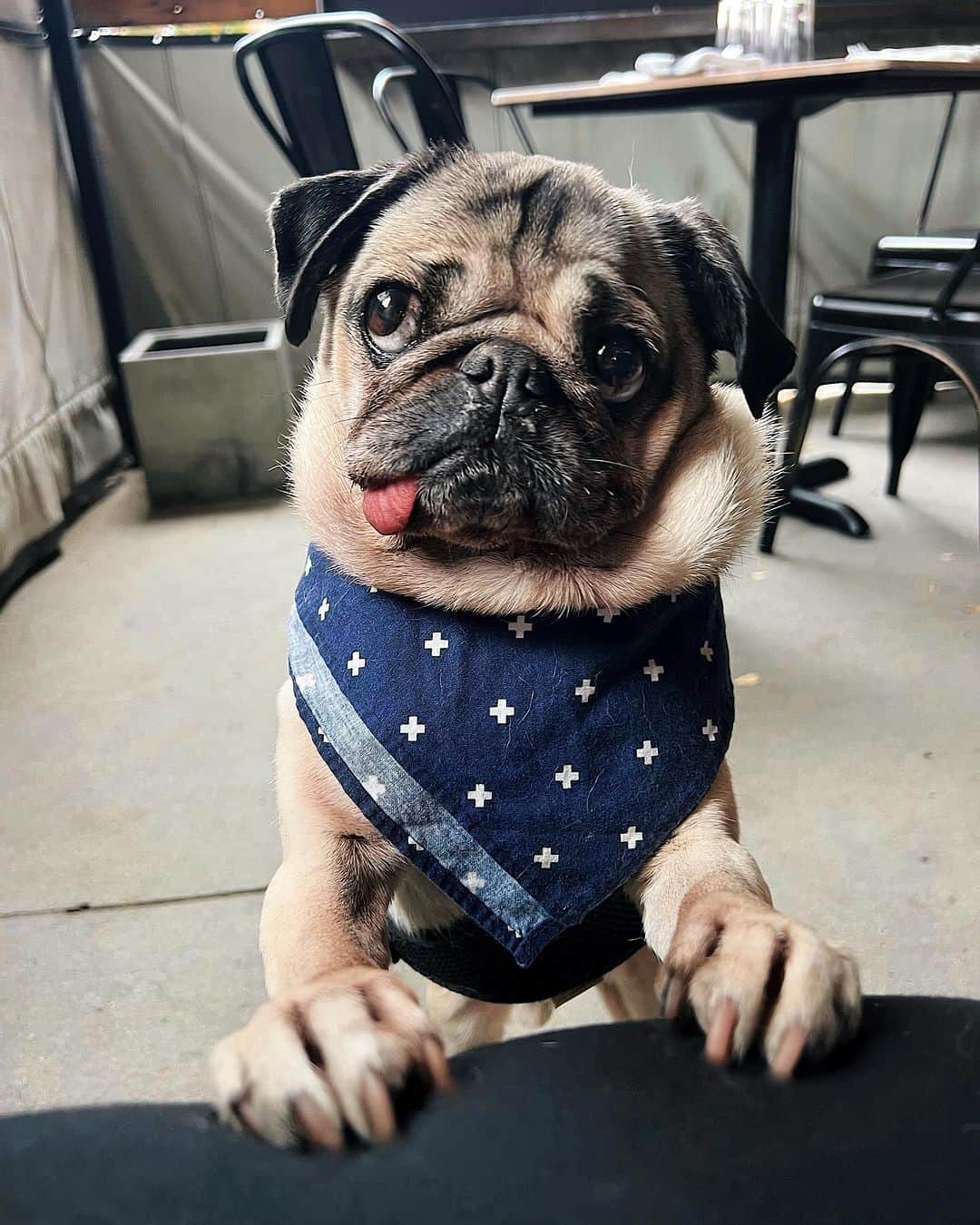 itsdougthepugのインスタグラム：「“Why would u take me out to lunch if ur not gonna feed ME lunch?” -Doug」
