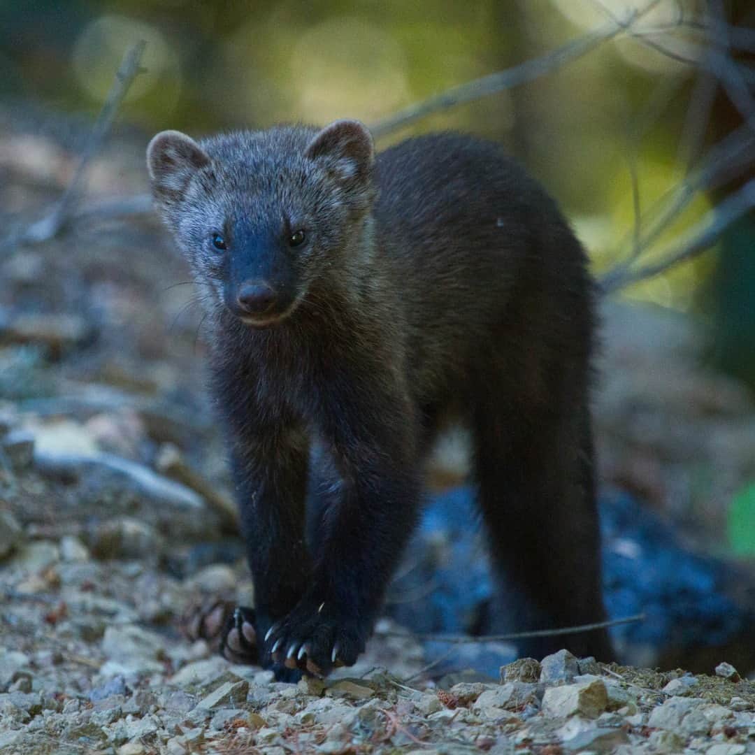 アメリカ内務省のインスタグラム：「With sharp claws, agility and speed, fishers are formidable predators who feed primarily on small and mid-sized mammals, such as snowshoe hares, squirrels, mice and even porcupines. They can even rotate their hind legs 180 degrees as they run through the forest in search of prey.   Over trapping and habitat loss nearly wiped-out fishers in the U.S. in the 1930s. Although they have faced many threats in the past, federal, state, Tribal and private partners are working to ensure that these fierce creatures will survive the challenges ahead.   Photo courtesy of Phil Johnston   #wildlife #publiclands   Alt Text: A fisher with brown and black fur, a pointy snout and sharp claws stands alertly and watches out for prey.」