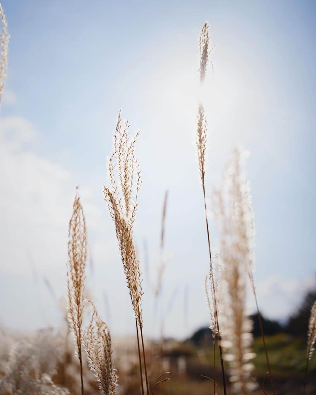 真崎かれんさんのインスタグラム写真 - (真崎かれんInstagram)「すすきが綺麗だった〜🌾 紅葉もちらほら🍁 自然大好き🌏」11月11日 0時40分 - karen_masaki