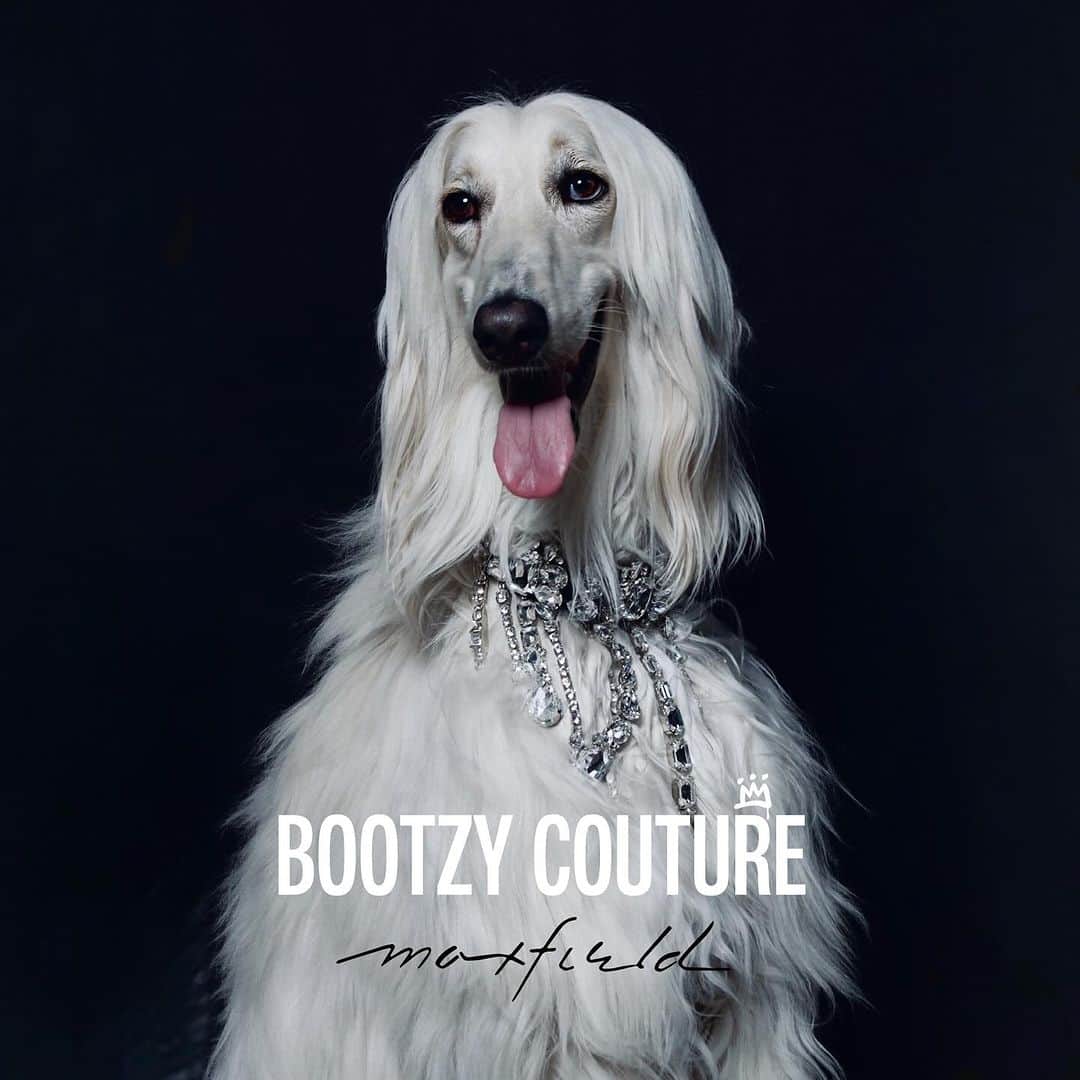 B. Akerlundのインスタグラム：「Where canine beauty meets glamorous indulgence: Join @bootzycouture at @maxfieldla today & tomorrow 11-6 pm . See u there 🐾 photo : @bcompleted model : @a_dog_named_deojie」