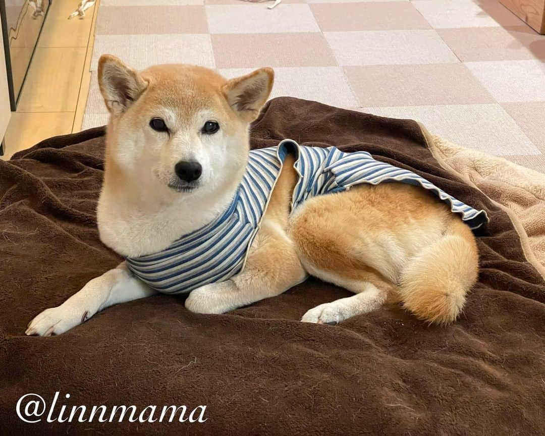 linnmamaのインスタグラム