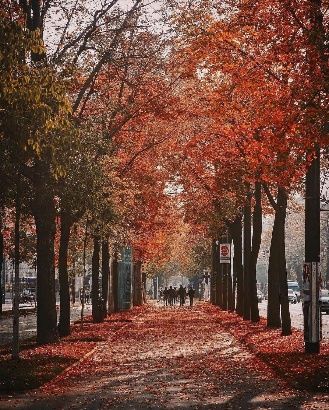 Wien | Viennaさんのインスタグラム写真 - (Wien | ViennaInstagram)「Did you catch a glimpse of the beautiful autumn colours in #Vienna this year? 🍂🍁😍 by @chaulafanita #ViennaNow  #vienna #wien #vienna_austria #viennagoforit #visitvienna #ilovevienna #wienliebe #autumn #autumnlove #autumncolours」11月11日 1時49分 - viennatouristboard