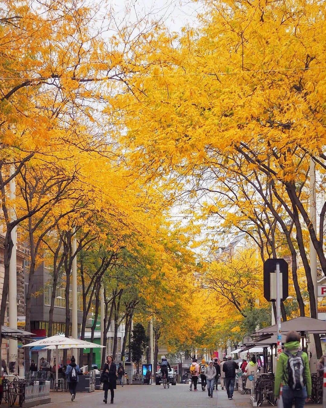 Wien | Viennaさんのインスタグラム写真 - (Wien | ViennaInstagram)「Did you catch a glimpse of the beautiful autumn colours in #Vienna this year? 🍂🍁😍 by @chaulafanita #ViennaNow  #vienna #wien #vienna_austria #viennagoforit #visitvienna #ilovevienna #wienliebe #autumn #autumnlove #autumncolours」11月11日 1時49分 - viennatouristboard