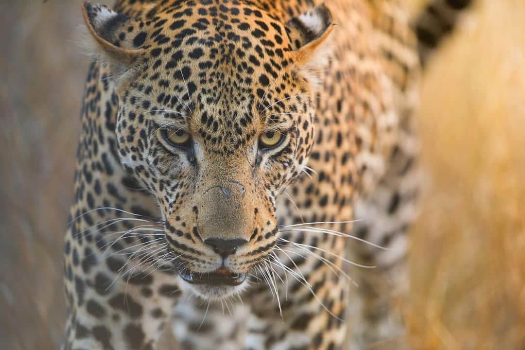 Keith Ladzinskiさんのインスタグラム写真 - (Keith LadzinskiInstagram)「There’s a unique beauty, power and grace that feels endemic to #Leopards. I’m excited to be heading out next week with @tjtriage and @brittmumma on a creative retreat in South Africa, Leopards are the target but there’s no place like Africa to fill the soul, regardless of what we encounter.」11月11日 2時02分 - ladzinski