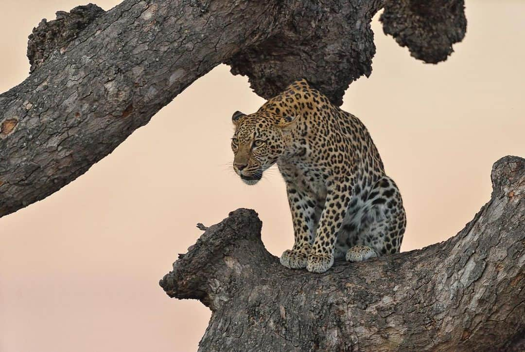 Keith Ladzinskiさんのインスタグラム写真 - (Keith LadzinskiInstagram)「There’s a unique beauty, power and grace that feels endemic to #Leopards. I’m excited to be heading out next week with @tjtriage and @brittmumma on a creative retreat in South Africa, Leopards are the target but there’s no place like Africa to fill the soul, regardless of what we encounter.」11月11日 2時02分 - ladzinski