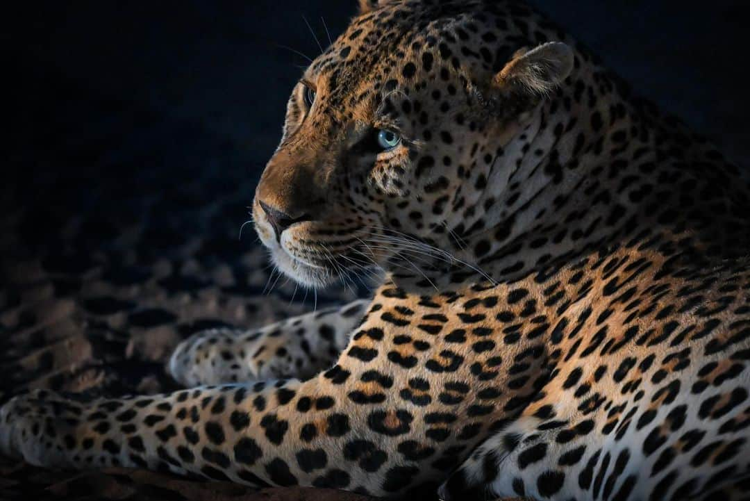 Keith Ladzinskiさんのインスタグラム写真 - (Keith LadzinskiInstagram)「There’s a unique beauty, power and grace that feels endemic to #Leopards. I’m excited to be heading out next week with @tjtriage and @brittmumma on a creative retreat in South Africa, Leopards are the target but there’s no place like Africa to fill the soul, regardless of what we encounter.」11月11日 2時02分 - ladzinski