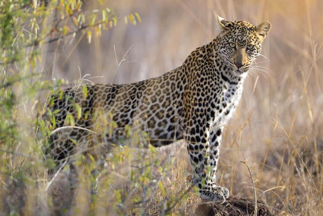 Keith Ladzinskiさんのインスタグラム写真 - (Keith LadzinskiInstagram)「There’s a unique beauty, power and grace that feels endemic to #Leopards. I’m excited to be heading out next week with @tjtriage and @brittmumma on a creative retreat in South Africa, Leopards are the target but there’s no place like Africa to fill the soul, regardless of what we encounter.」11月11日 2時02分 - ladzinski