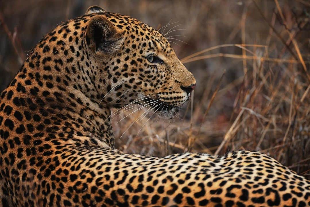 Keith Ladzinskiさんのインスタグラム写真 - (Keith LadzinskiInstagram)「There’s a unique beauty, power and grace that feels endemic to #Leopards. I’m excited to be heading out next week with @tjtriage and @brittmumma on a creative retreat in South Africa, Leopards are the target but there’s no place like Africa to fill the soul, regardless of what we encounter.」11月11日 2時02分 - ladzinski