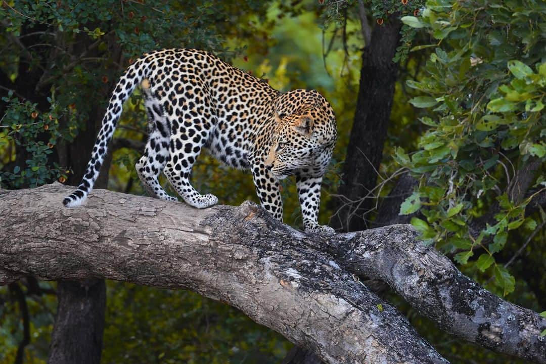 Keith Ladzinskiのインスタグラム：「There’s a unique beauty, power and grace that feels endemic to #Leopards. I’m excited to be heading out next week with @tjtriage and @brittmumma on a creative retreat in South Africa, Leopards are the target but there’s no place like Africa to fill the soul, regardless of what we encounter.」