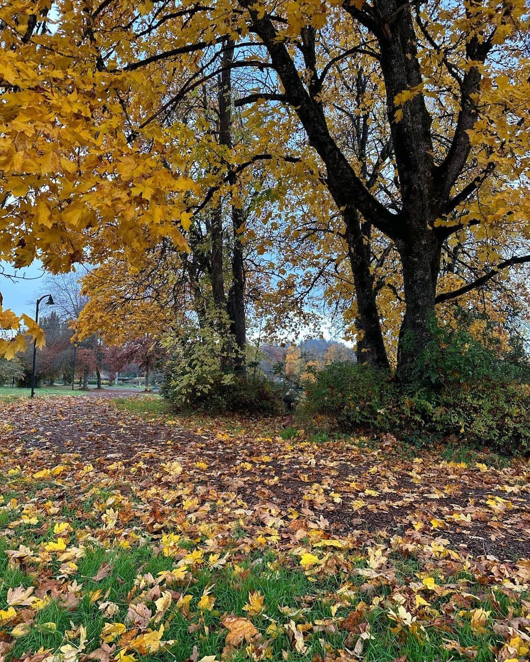 Acacia Brinleyさんのインスタグラム写真 - (Acacia BrinleyInstagram)「This is some top tier fall!!! 🍁🍂🕯️」11月11日 2時03分 - acaciakersey