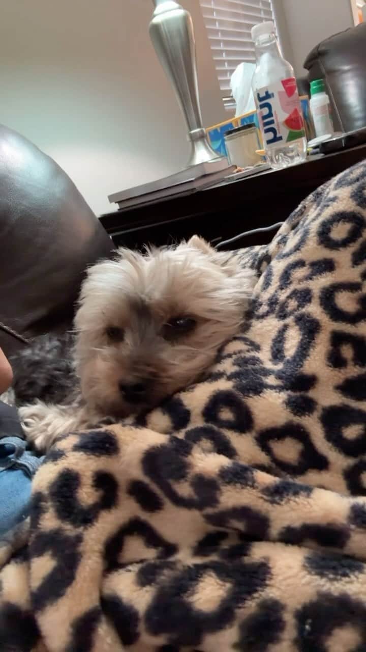 のインスタグラム：「Max 💭 Maybe later mommy. 🫣♥️🥰🤭 #NotInTheMood #NotNow #MaybeLater #NoPics #NoPicsPlease #SleepyPuppy🐶 #HappyFridayYall #FridayFeelings #MaxyWaxy #MyHeartDog」