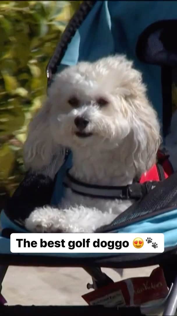 レクシー・トンプソンのインスタグラム：「Lexi Thompson’s dog Leo is living his best life at @theannikalpga. 🥰  📺: Golf Channel & @peacock」