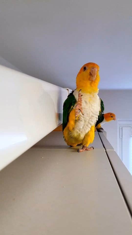 Instagramのインスタグラム：「Marching into the weekend with @_lala_dobby_ (Lala and Dobby), a couple of mischief-making white-bellied caiques.⁣  ⁣ “Every day is like another adventure for them — and us,” says their human Ilkhan. #WeeklyFluff⁣  ⁣ Video by @_lala_dobby_⁣ Music by @theproclaimersofficial」