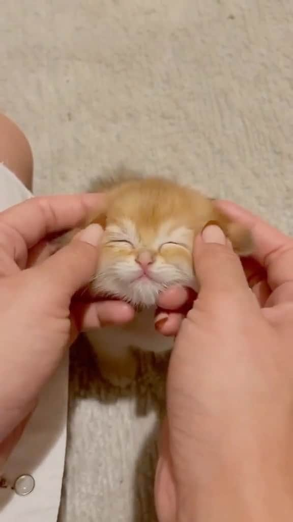 Baby Animalsのインスタグラム：「Wait until the end ☺️ The purrrrfect massage! 😻  Video credit: catzturday on tiktok  #cats #catsofinstagram #catstagram #catsagram #kitten #kittens #kittensofinstagram #kittenlove #kitty #kittenlovers #catmassage #kittenlife #kittylove」