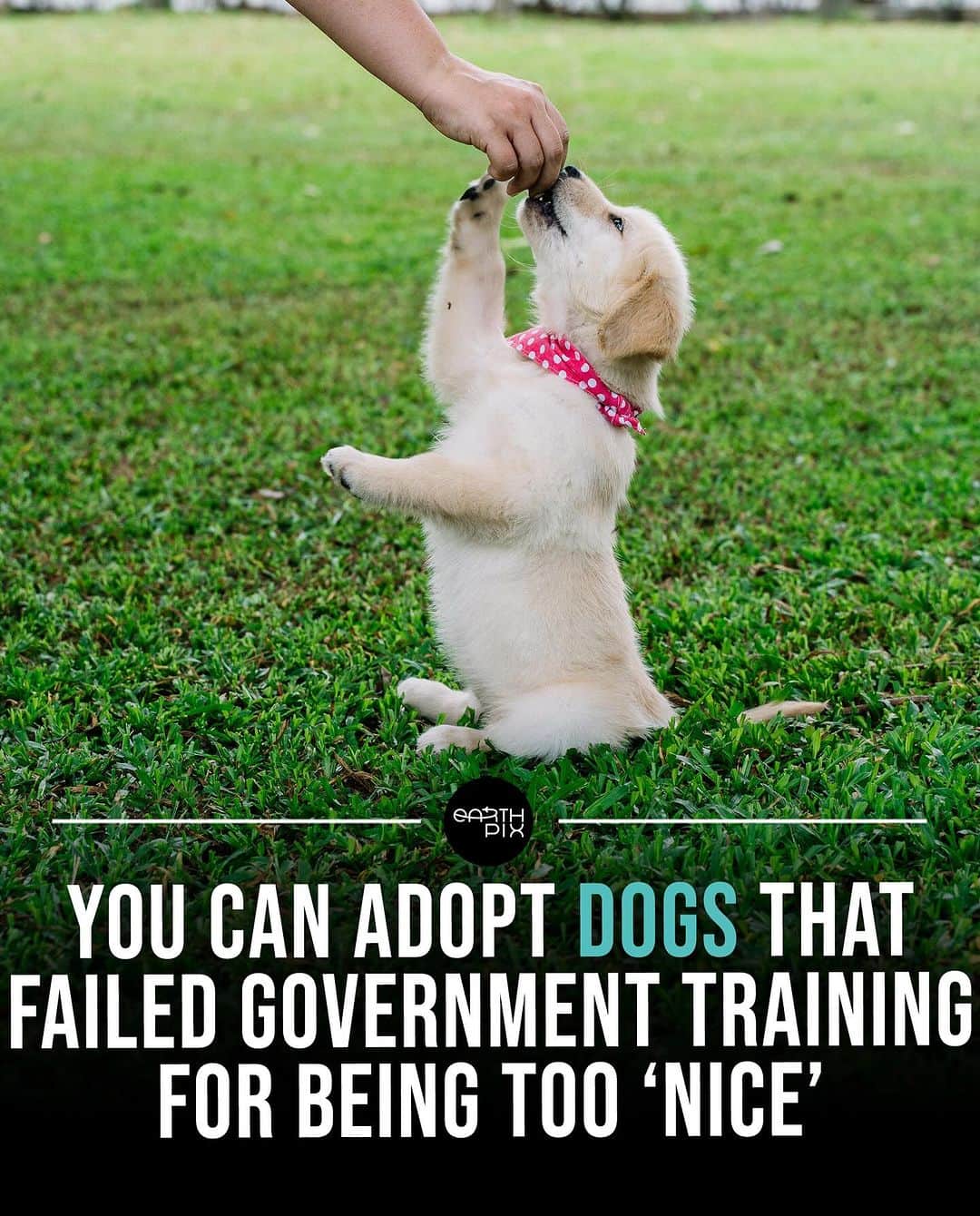 Earth Picsのインスタグラム：「You can adopt dogs that failed government training for being too nice 🐶  While many service dogs do graduate and go onto have successful careers, there are a number of reasons they can be dropped from their programmes, including nervousness, lack of drive and a personality that does not fit the gig.  For some, the reason for failure can even be having too "nice" a temperament.  For anyone interested in dogs like German shorthaired pointers, Labrador retrievers, German shepherds, or Belgian Malinois, you can apply to the Transportation Security Administration to adopt a pup that's more interested in getting snuggles than finding drugs.」