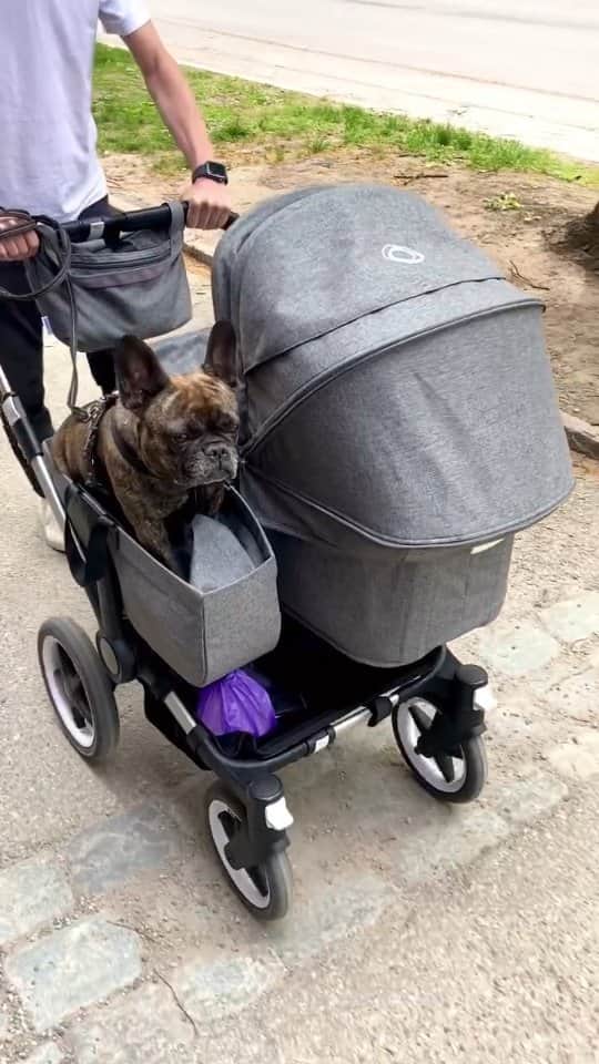French Bulldogのインスタグラム：「New fave mode of transportation 😎 @tigerlily.frenchie  . . . . .  #frenchbulldog #frenchiesofinstagram #frenchiesgram #frenchielifestyle #frenchielife」
