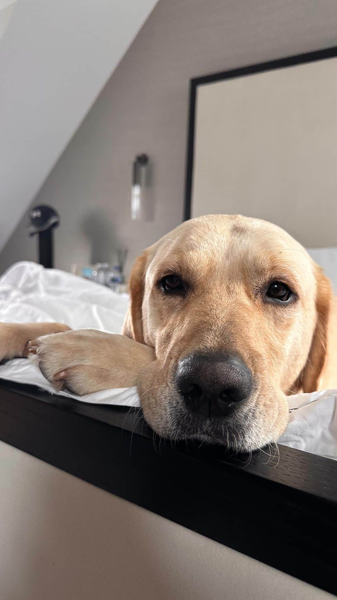 ヴィッキー・パティソンのインスタグラム：「The hardest part of working here, there and everywhere is being away from my little family... 🥹 The guilt I feel about not spending enough time with max and milo is crushing.. ironically I feel the same about missing milestones in mavie's life too 🤦🏻‍♀️ Regardless of what end of the country I'm at I always feel abit like I'm letting someone down 🥹 Dog Mamma/auntie guilt is stronnnngggg! 😂  I managed to steal this silly little moment with my babies this week.. and it was really special to me. I know some of you might have seen it on my stories but I thought it deserved a moment on the grid ♥️ Labradors versus electric toothbrush 😂🐾  I have a day off tomorrow- my first in about 12 days and I honestly can't wait to just walk the dogs, snuggle them until they are sick of me and watch nice things on the telly.. 🥹💕  Hope you all spend this weekend with those you love 😍」