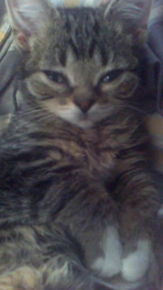 Lil BUBのインスタグラム：「here's a long lost video of 3-month baby kitten bub laying on her back purring   #lillilbub #lilbub #babybub #yourewelcome」