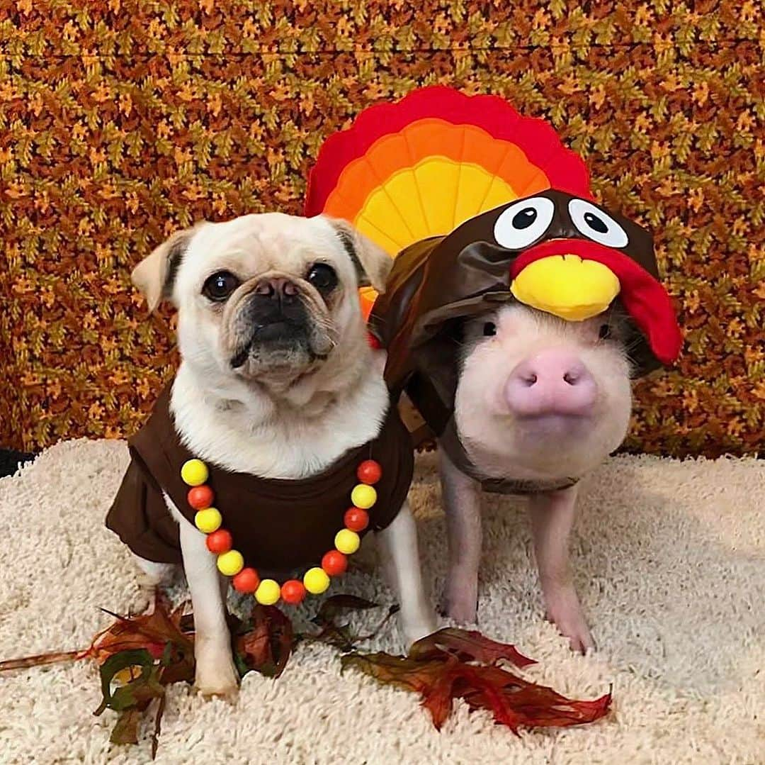 Priscilla and Poppletonさんのインスタグラム写真 - (Priscilla and PoppletonInstagram)「Pigtail here to remind you that pigs AND turkey are friends not food this holiday season.🐷🦃 #flashbackfriday #friendsnotfood #pigtailandpenn #PrissyandPop」11月11日 4時39分 - prissy_pig