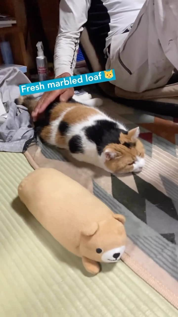 Fresh Stepのインスタグラム：「Fresh cat loaf in perfect condition. 🍞🥖🐱  #catmemes #catloaf #catbongos #cutecats #sleepycat #freshstep #freshsteplitter」