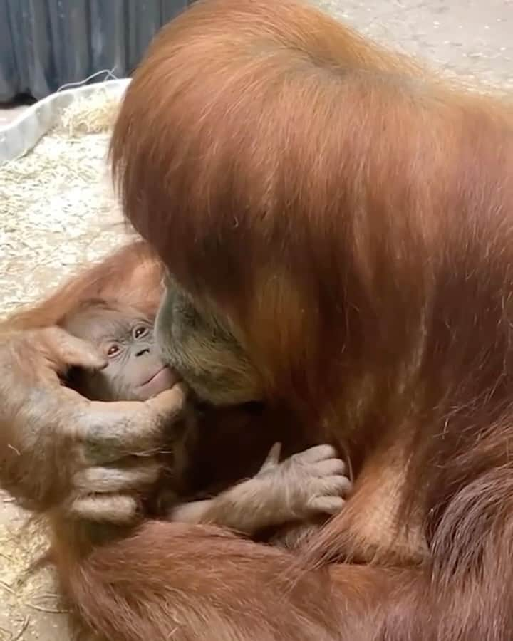 アリシア・シルヴァーストーンのインスタグラム：「A mama and her baby 🐵 So much love!! 🩷」