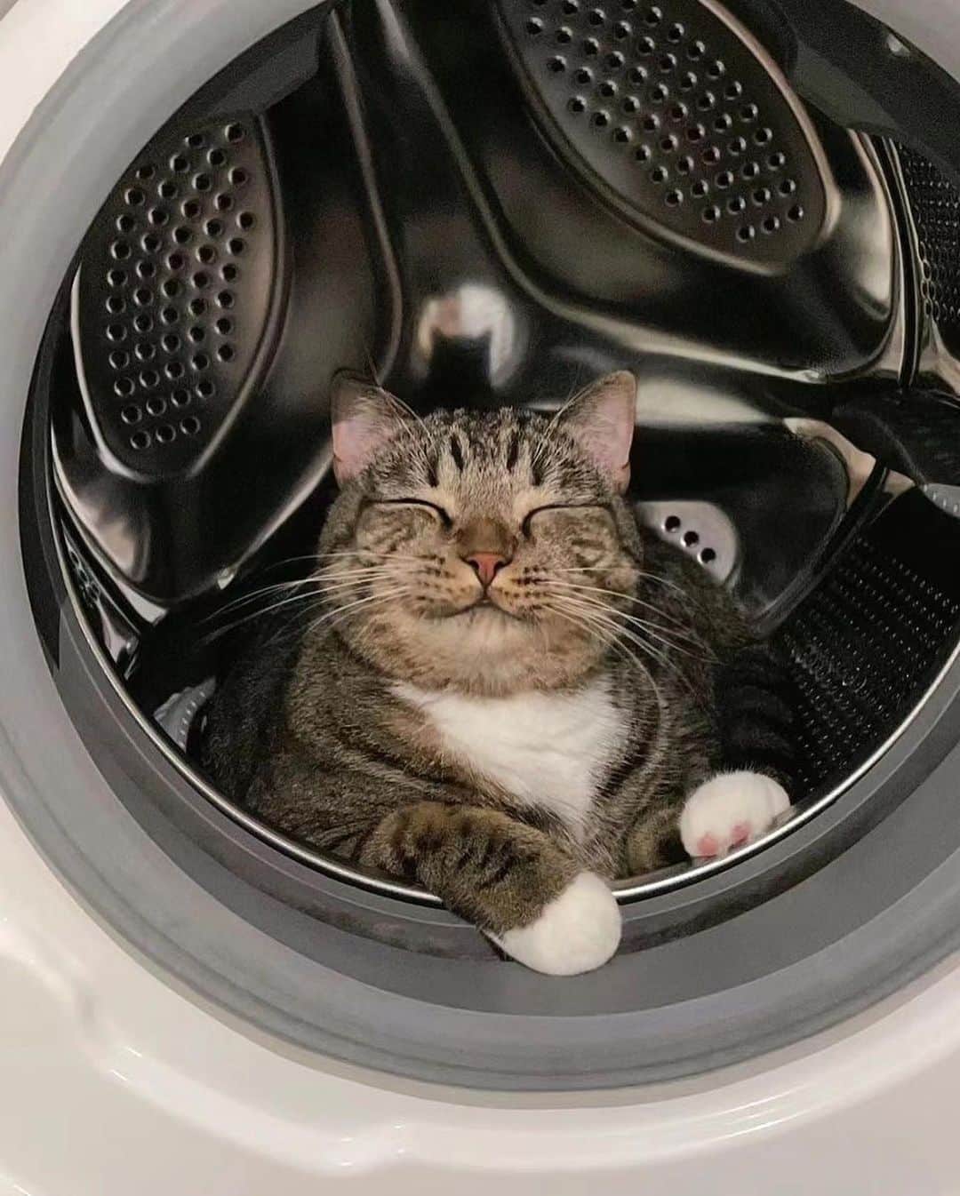 Cute Pets Dogs Catsのインスタグラム：「So dangerous, if you forget him inside of it  Credit: adorable @云猫猫饼饼呀 | DY ** For all crediting issues and removals pls 𝐄𝐦𝐚𝐢𝐥 𝐮𝐬 ☺️  𝐍𝐨𝐭𝐞: we don’t own this video/pics, all rights go to their respective owners. If owner is not provided, tagged (meaning we couldn’t find who is the owner), 𝐩𝐥𝐬 𝐄𝐦𝐚𝐢𝐥 𝐮𝐬 with 𝐬𝐮𝐛𝐣𝐞𝐜𝐭 “𝐂𝐫𝐞𝐝𝐢𝐭 𝐈𝐬𝐬𝐮𝐞𝐬” and 𝐨𝐰𝐧𝐞𝐫 𝐰𝐢𝐥𝐥 𝐛𝐞 𝐭𝐚𝐠𝐠𝐞𝐝 𝐬𝐡𝐨𝐫𝐭𝐥𝐲 𝐚𝐟𝐭𝐞𝐫.  We have been building this community for over 6 years, but 𝐞𝐯𝐞𝐫𝐲 𝐫𝐞𝐩𝐨𝐫𝐭 𝐜𝐨𝐮𝐥𝐝 𝐠𝐞𝐭 𝐨𝐮𝐫 𝐩𝐚𝐠𝐞 𝐝𝐞𝐥𝐞𝐭𝐞𝐝, pls email us first. **」