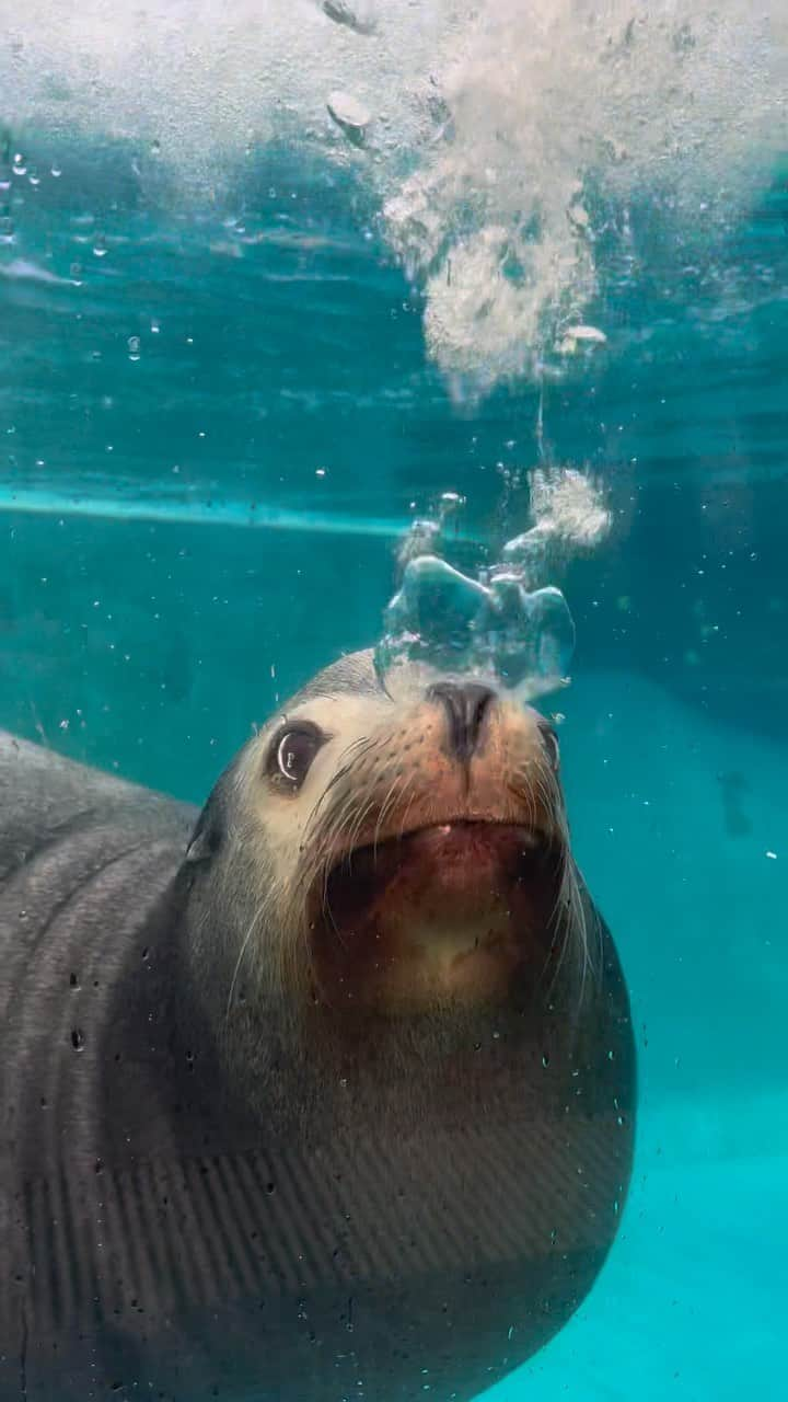 タロンガ動物園のインスタグラム：「Murphy’s ready for the seal-y season 🫧🦭  T-minus 2.5-weeks until December🎄」