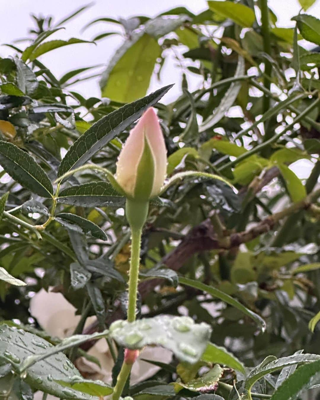 栗原はるみのインスタグラム：「みなさんおはようございます。 昨日は雨降り。今朝は雨は止みましたがとても風が強く吹いています。だんだん寒くなって来たので私は憂鬱です。 ばらがまた咲きそう！雨の中のばら本当にきれいですよね？ 昨日は人間ドックから戻ってから少し片付けをしていたら急に思いついて。白と黒の柄のお皿を並べてみたくなって。いい感じ思わず使ってみたくなりました。 仕事が終わってスタッフが帰る時またたくさんチャーハンを作ってみんなで分けました。別れ際にみんな別々に食べるけど今夜同じご飯を食べようねと嬉しくなって私が言いました。 昨夜、ヨーグルトの中にドライマンゴーと切ったりんごを入れて作ったのでこれからコーンフレークと一緒に食べようと思います。 みなさん今日も楽しい一日を過ごしてね〜。絶対ですよ〜。 今日は試作と片付けをやります。 #栗原はるみ  #kuriharaharumi  玲児さんにも大好きなチャーハンを私と一緒に。」