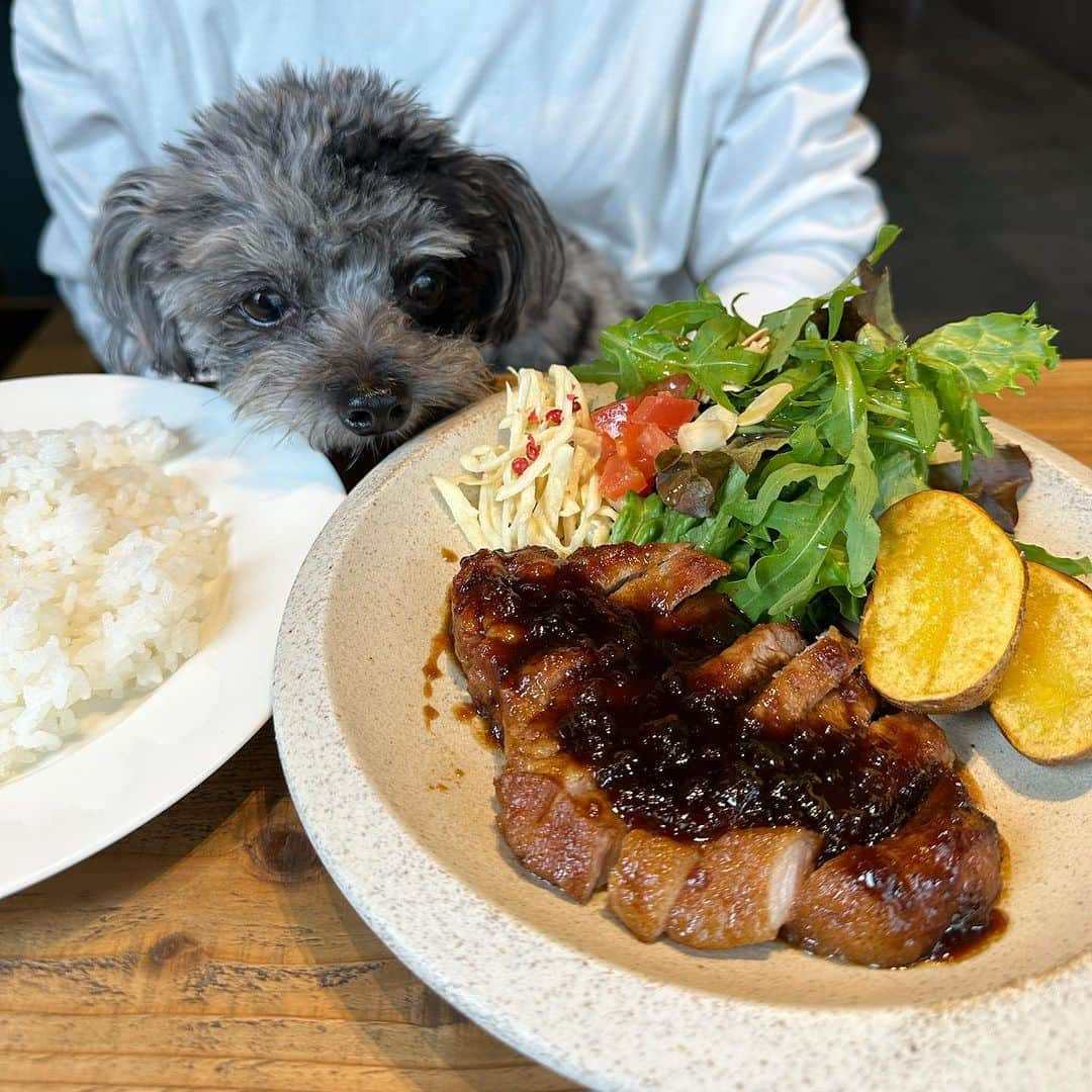 Mika Jimboさんのインスタグラム写真 - (Mika JimboInstagram)「【犬と行く中目のランチ】  🍚 @mellow_aobadai  ☕️ @riversideclub_nakameguro  📍 Tokyo/Nakameguro  こないだメロウでランチしてからリバーサイドクラブでスイーツ食べた日😊  @mellow_aobadai は夜しか行ったことなかったけど、 いい子にできるわんちゃんは同伴可能💯座れる席も限られてるから電話して聞いてみてね😊  夜も美味しかったけどランチも美味しいし、 窓が空いてて開放的で気持ち良い〜🌸桜の時期も良さそうだね。  ポークソテーのランチ美味しかった❤️  リバーサイドクラブはよく行くんだけど ご飯はまあ、普通って感じなんだけどここのクリームブリュレパンケーキが最高なの❤️それが好きすぎてシッターにレシピ開発させたぐらい🐶あれは最高だから食べて欲しい💯  店内もわんこ連れて入れるよ✌️ これからの時期店内入れるお店じゃないとわんこ風邪ひいちゃうもんね🥹🥹  #中目黒#中目黒グルメ #中目黒カフェ  #中目黒ランチ #池尻#池尻大橋 #池尻大橋カフェ #池尻大橋ランチ #池尻大橋グルメ #犬と行けるカフェ #犬と行けるお店 #わんことお出かけ #わんこのいる生活」11月11日 16時21分 - mikajimbox