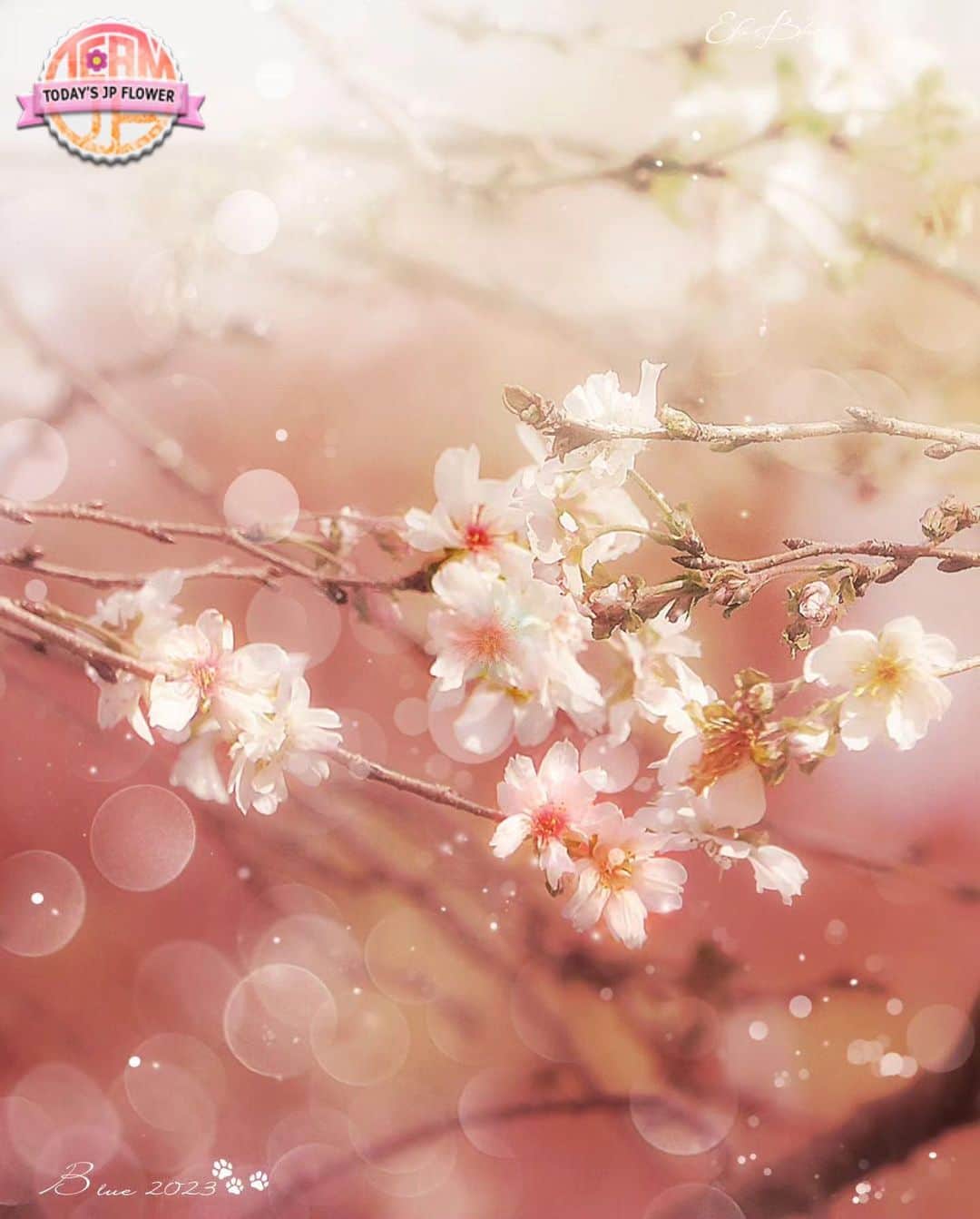 team_jpのインスタグラム：「⁑ 🌺Today's JP Flower🌺 . 💐🌼🌸おめでとうございます‼︎‼︎🌸🌼💐. 🌹🥀 @efu_blue 🥀🌹. . . Photo selected by @marin._.711 . Flower Tag 🌷 #team_jp_flower 🌷. . . いつも素敵な日本の花の写真にタグを付けていただき、ありがとうございます。 . . Follow: @Team_JP Tag: #team_jp_ . . #写真 #日本 #風景 #絶景 #花 #ポートレート #フォトジェニック #ファインダー越しの私の世界 #写真を撮るのが好きな人と繋がりたい . #photography #japan #nippon #flower #landscape #portrait #photogenic #beautifuldestinations #wonderful_places #kdpeoplegallery . . 🗾」