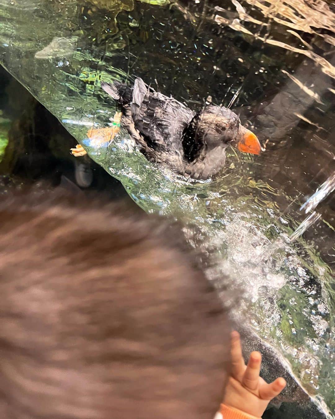 ンダホさんのインスタグラム写真 - (ンダホInstagram)「4人家族になって初めての水族館🐟🐧 楽しすぎると写真撮るの忘れるよね笑  #葛西臨海公園 #ンダホ #ンダホんち」11月11日 16時51分 - ndaho.fischers