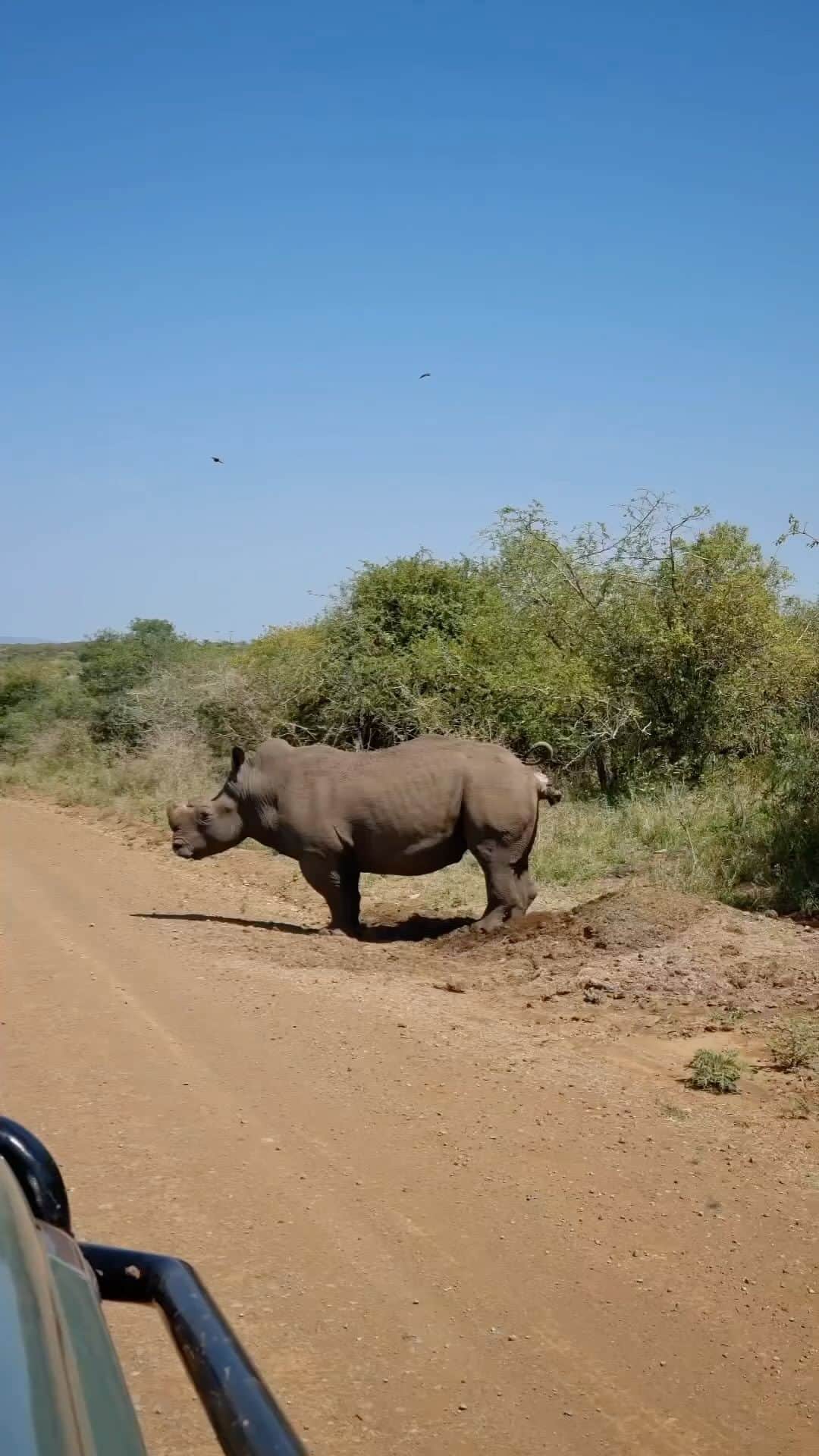 Earth Picsのインスタグラム：「🎥 @calvininthewild - A dominant Rhino bull asserts his presence by marking his territory. Male Rhinos use their dung to create middens, signaling their control over the area. Other rhinos acknowledge the dominant bull’s territory by adding their dung to his midden, a sign of recognizing his authority. However, if the dominant male detects the scent of another male who hasn’t left his dung, he perceives it as a challenge. In response, he will actively seek out this rival to drive him away from his territory.」