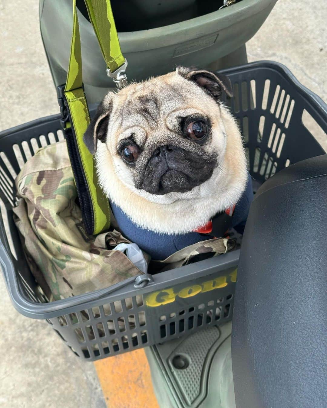 gontaさんのインスタグラム写真 - (gontaInstagram)「Gonta loves motorcycles. He went shopping in the neighborhood.」11月11日 17時05分 - gehhah