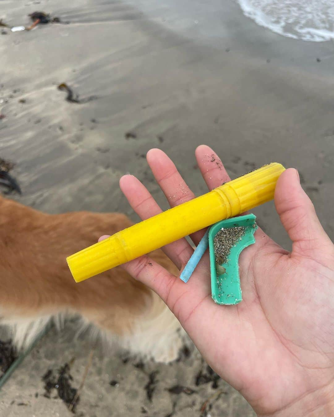 中島潮里さんのインスタグラム写真 - (中島潮里Instagram)「【ビーチクリーン🐠🐟🐬】 久しぶりにイベントでのcleanupします！ 🔸11月１６日午前中 🔸千葉県勝浦市中央海岸 (いつもゴミ多くて拾いきれません) 参加希望の方はDMくださーい🙋‍♀️❣️  . .  . .  #myhome#千葉県勝浦市#勝浦漁港#勝浦中央海水浴場#わんことお出かけ#ダルメシアン大好き#ダルメシアン#ダルメシアンコーデ#ダルメシアンのいる暮らし#ゴールデンレトリバー多頭飼い#ゴールデンレトリバーとの暮らし#マリブ#勝浦マリブ#cleanupchallenge#ビーチクリーン#ビーチクリーン活動#ビーチクリーン#クリーンナップ#ゴミ拾い活動」11月11日 17時20分 - whyte_shiori