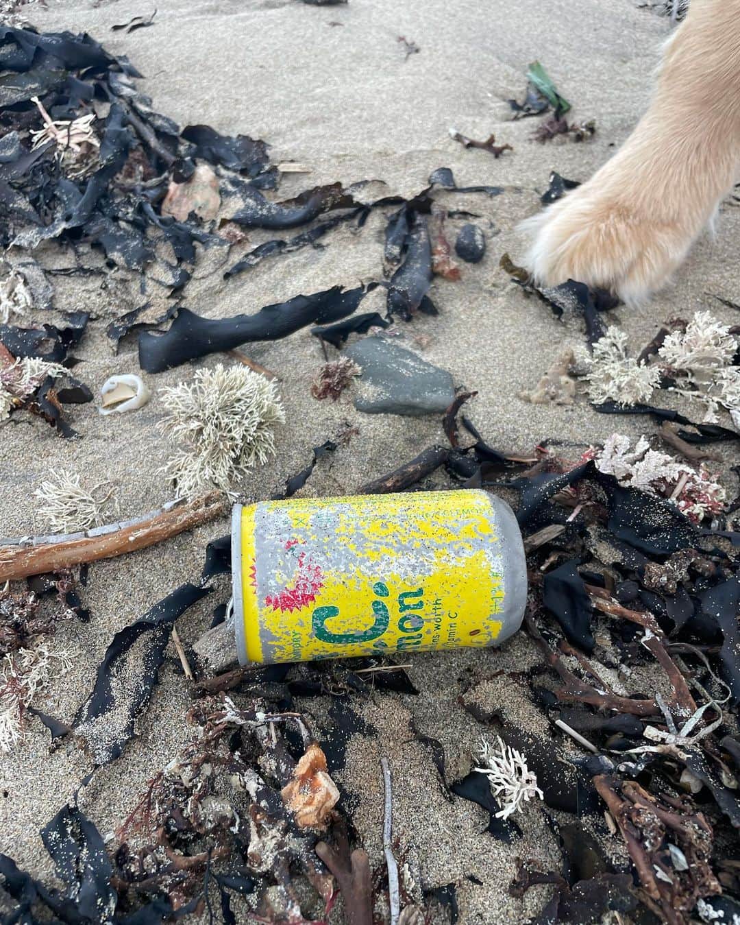 中島潮里さんのインスタグラム写真 - (中島潮里Instagram)「【ビーチクリーン🐠🐟🐬】 久しぶりにイベントでのcleanupします！ 🔸11月１６日午前中 🔸千葉県勝浦市中央海岸 (いつもゴミ多くて拾いきれません) 参加希望の方はDMくださーい🙋‍♀️❣️  . .  . .  #myhome#千葉県勝浦市#勝浦漁港#勝浦中央海水浴場#わんことお出かけ#ダルメシアン大好き#ダルメシアン#ダルメシアンコーデ#ダルメシアンのいる暮らし#ゴールデンレトリバー多頭飼い#ゴールデンレトリバーとの暮らし#マリブ#勝浦マリブ#cleanupchallenge#ビーチクリーン#ビーチクリーン活動#ビーチクリーン#クリーンナップ#ゴミ拾い活動」11月11日 17時20分 - whyte_shiori