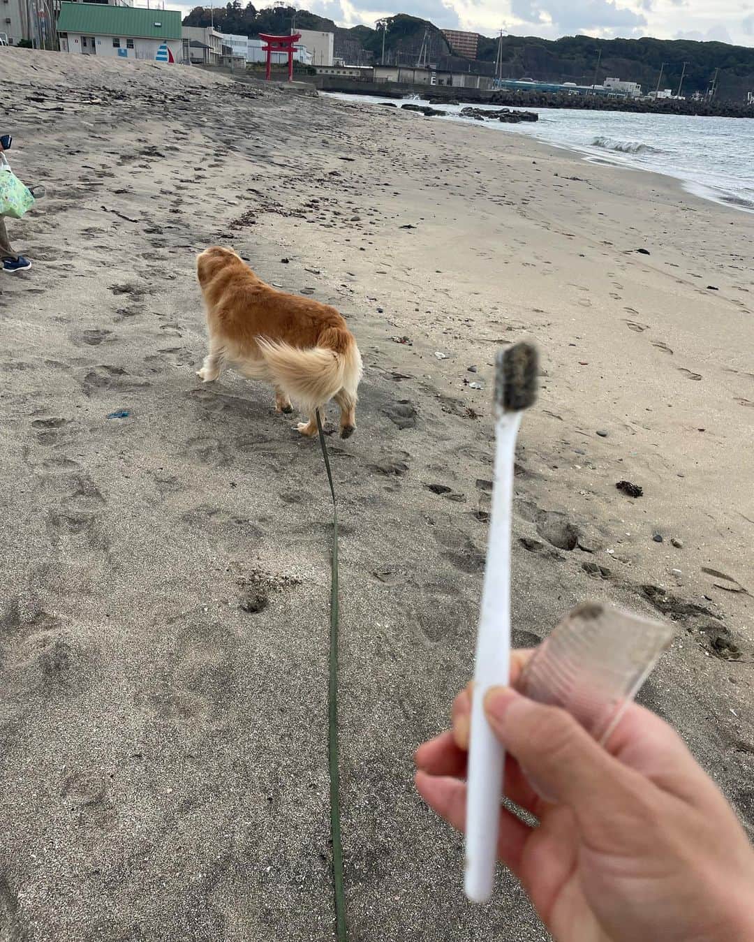 中島潮里さんのインスタグラム写真 - (中島潮里Instagram)「【ビーチクリーン🐠🐟🐬】 久しぶりにイベントでのcleanupします！ 🔸11月１６日午前中 🔸千葉県勝浦市中央海岸 (いつもゴミ多くて拾いきれません) 参加希望の方はDMくださーい🙋‍♀️❣️  . .  . .  #myhome#千葉県勝浦市#勝浦漁港#勝浦中央海水浴場#わんことお出かけ#ダルメシアン大好き#ダルメシアン#ダルメシアンコーデ#ダルメシアンのいる暮らし#ゴールデンレトリバー多頭飼い#ゴールデンレトリバーとの暮らし#マリブ#勝浦マリブ#cleanupchallenge#ビーチクリーン#ビーチクリーン活動#ビーチクリーン#クリーンナップ#ゴミ拾い活動」11月11日 17時20分 - whyte_shiori